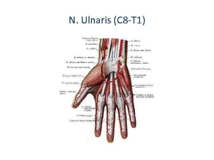 N. Ulnaris (С 8 -Т 1) 