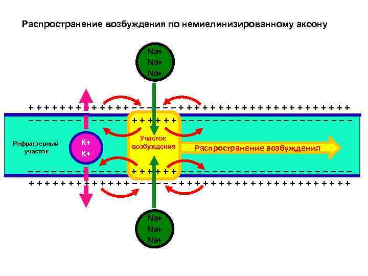 Распространение возбуждения по немиелинизированному аксону Na+ Na+ +++++++−−−−−−+++++++++++ −−−−−−−−−−− ++++++ − Рефрактерный участок K+