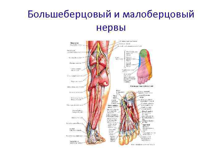 Большеберцовый и малоберцовый нервы 