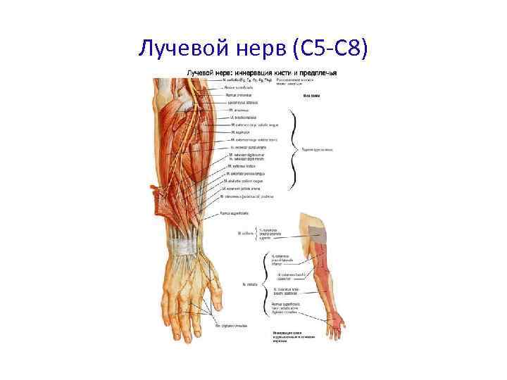 Лучевой нерв (С 5 -С 8) 