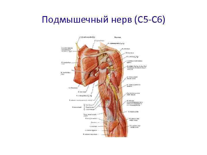 Подмышечный нерв (С 5 -С 6) 