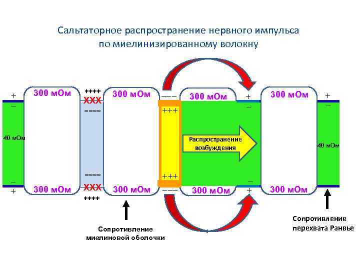 Сальтаторное распространение нервного импульса по миелинизированному волокну + − 300 м. Ом ++++ ХХХ