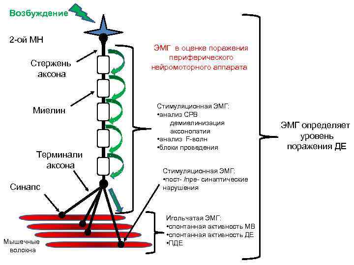 Возбуждение 2 -ой МН Стержень аксона Миелин Терминали аксона Синапс Мышечные волокна ЭМГ в