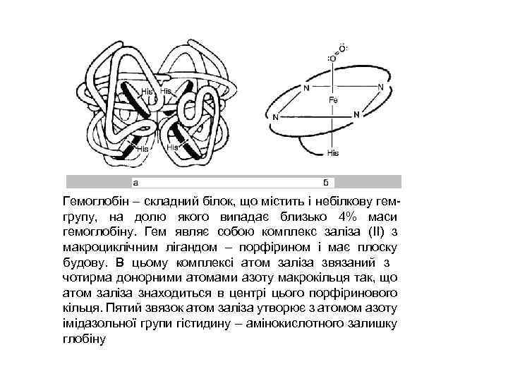 Гемоглобін – складний білок, що містить і небілкову гемгрупу, на долю якого випадає близько
