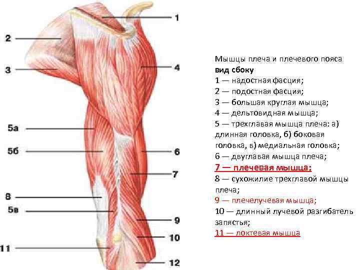 Мышцы плеча и плечевого пояса вид сбоку 1 — надостная фасция; 2 — подостная