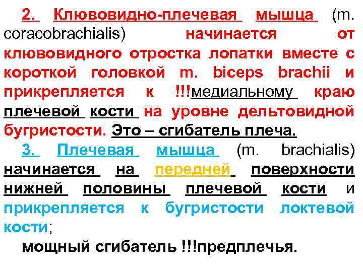 2. Клювовидно-плечевая мышца (m. coracobrachialis) начинается от клювовидного отростка лопатки вместе с короткой головкой