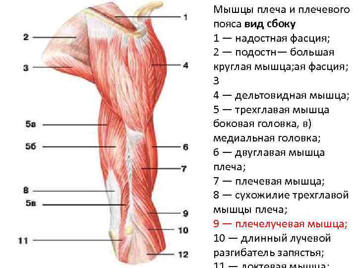 Мышцы плеча и плечевого пояса вид сбоку 1 — надостная фасция; 2 — подостн—