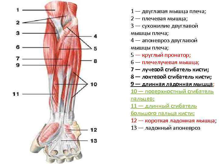 1 — двуглавая мышца плеча; 2 — плечевая мышца; 3 — сухожилие двуглавой мышцы