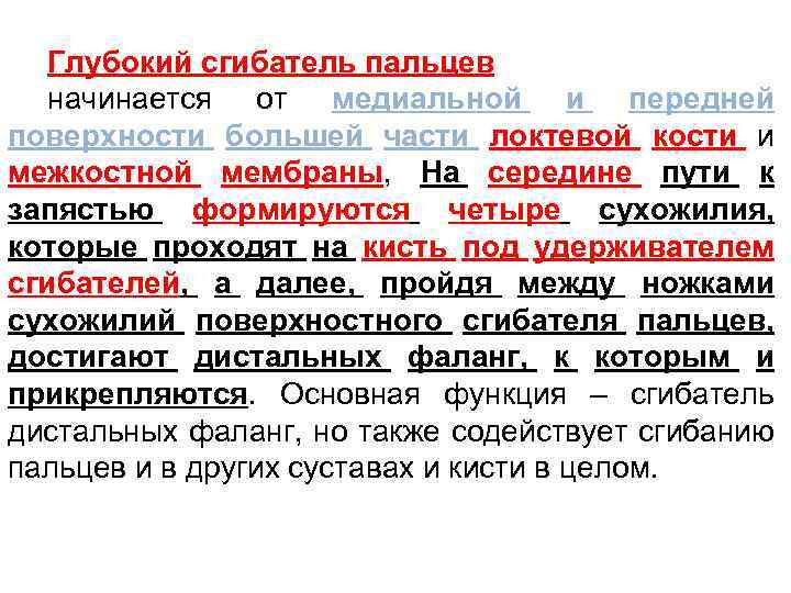 Глубокий сгибатель пальцев начинается от медиальной и передней поверхности большей части локтевой кости и