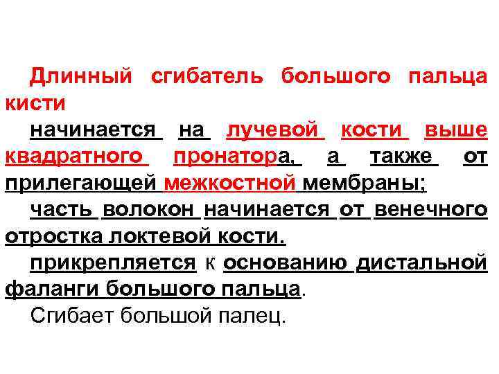 Длинный сгибатель большого пальца кисти начинается на лучевой кости выше квадратного пронатора, а также