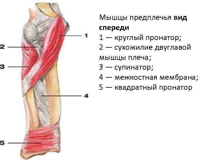 Круглый пронатор фото