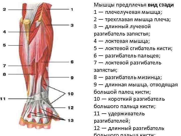 Мышцы предплечья вид сзади 1 — плечелучевая мышца; 2 — трехглавая мышца плеча; 3