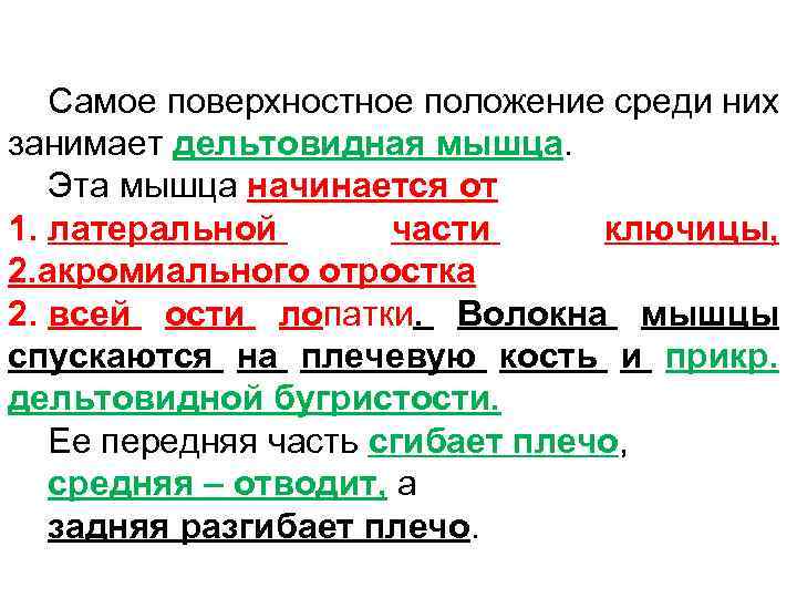 Самое поверхностное положение среди них занимает дельтовидная мышца. Эта мышца начинается от 1. латеральной