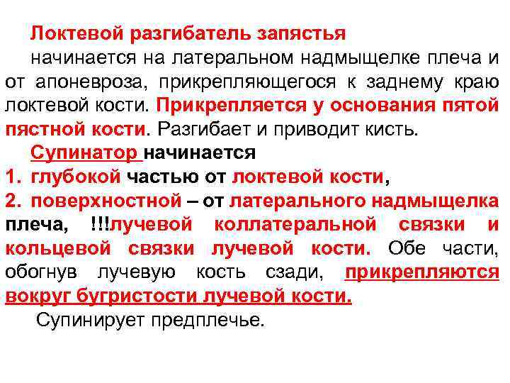 Локтевой разгибатель запястья начинается на латеральном надмыщелке плеча и от апоневроза, прикрепляющегося к заднему