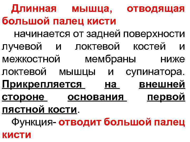 Длинная мышца, отводящая большой палец кисти начинается от задней поверхности лучевой и локтевой костей