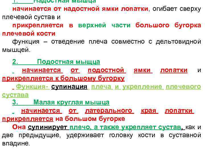 1. Надостная мышца начинается от надостной ямки лопатки, огибает сверху плечевой сустав и прикрепляется