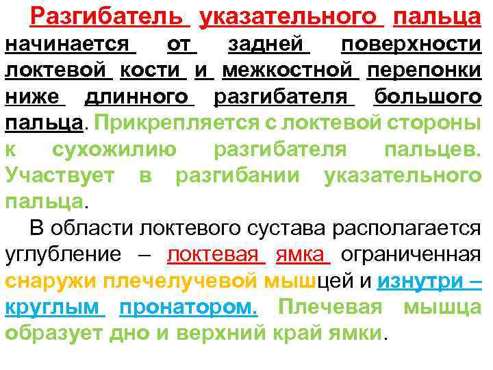 Разгибатель указательного пальца начинается от задней поверхности локтевой кости и межкостной перепонки ниже длинного