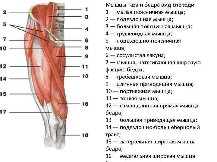 Мышцы таза и бедра вид спереди 1 — малая поясничная мышца; 2 — подвздошная