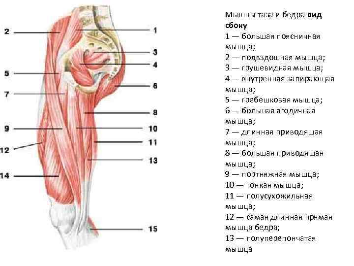 Бедро где находится у человека рисунок