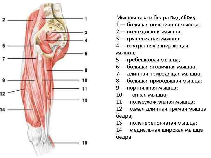 Мышцы таза и бедра вид сбоку 1 — большая поясничная мышца; 2 — подвздошная