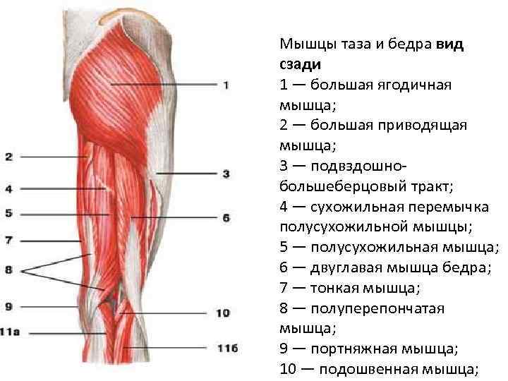 Мышцы таза и бедра вид сзади 1 — большая ягодичная мышца; 2 — большая