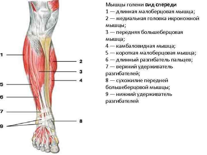 Мышцы голени вид спереди 1 — длинная малоберцовая мышца; 2 — медиальная головка икроножной