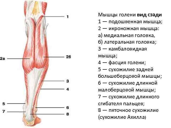 Мышцы голени вид сзади 1 — подошвенная мышца; 2 — икроножная мышца: а) медиальная