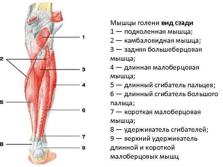 Мышцы голени вид сзади 1 — подколенная мышца; 2 — камбаловидная мышца; 3 —