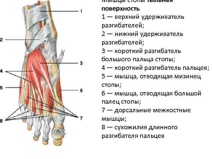 Мышцы стопы тыльная поверхность 1 — верхний удерживатель разгибателей; 2 — нижний удерживатель разгибателей;