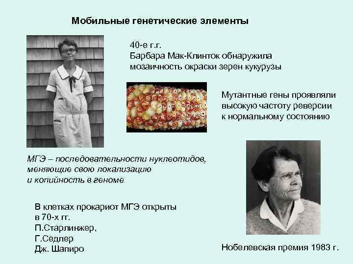 Мобильные генетические элементы 40 -е г. г. Барбара Мак-Клинток обнаружила мозаичность окраски зерен кукурузы