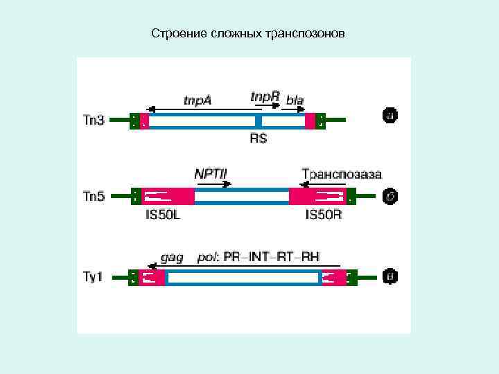 Строение сложных транспозонов 