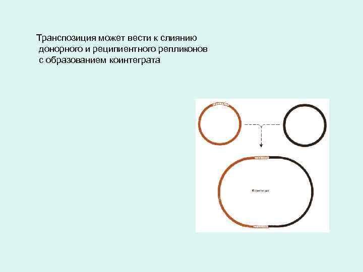 Транспозиция может вести к слиянию донорного и реципиентного репликонов с образованием коинтеграта 