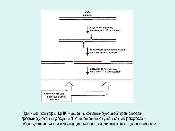 Прямые повторы ДНК мишени, фланкирующей транспозон, формируются в результате введения ступенчатых разрезов; образующиеся выступающие