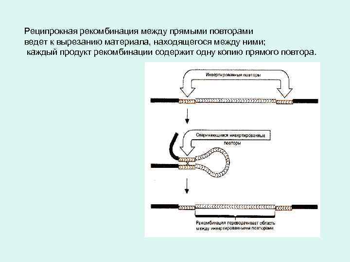 Реципрокная рекомбинация между прямыми повторами ведет к вырезанию материала, находящегося между ними; каждый продукт