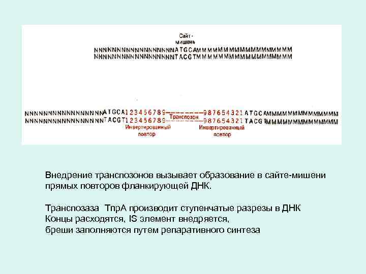 Внедрение транспозонов вызывает образование в сайте-мишени прямых повторов фланкирующей ДНК. Транспозаза Tnp. A производит