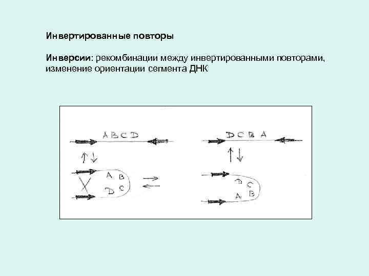 Инвертированные повторы Инверсии: рекомбинации между инвертированными повторами, изменение ориентации сегмента ДНК 