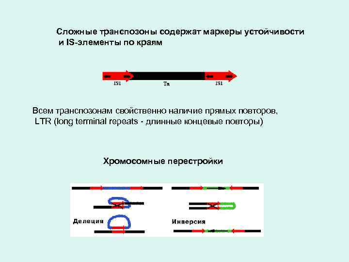 Сложные транспозоны содержат маркеры устойчивости и IS-элементы по краям Всем транспозонам свойственно наличие прямых