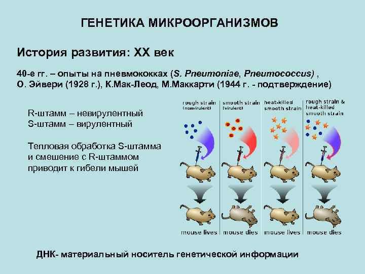 Генетика микроорганизмов микробиология презентация