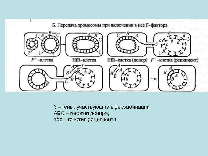 3 – гены, участвующие в рекомбинации ABC – генотип донора, abc – генотип реципиента