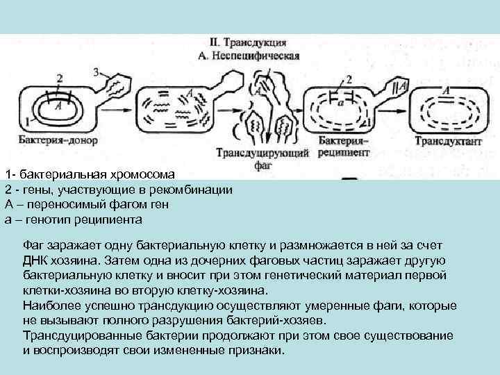 Трансдукция это