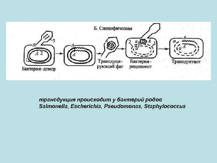 трансдукция происходит у бактерий родов Salmonella, Escherichia, Pseudomonas, Staphylococcus 