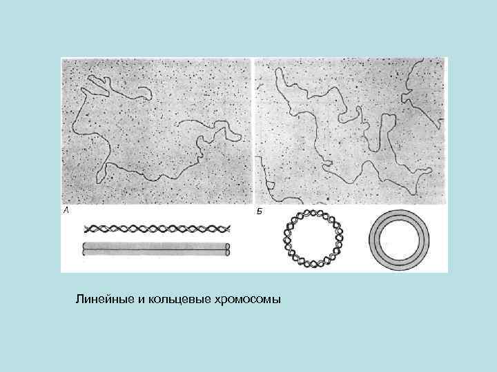 Линейные и кольцевые хромосомы 