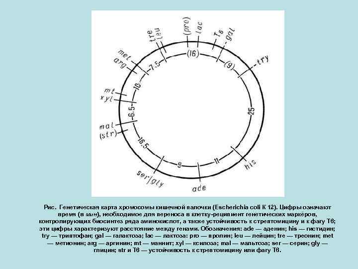 Рис. Генетическая карта хромосомы кишечной палочки (Escherichia coli К 12). Цифры означают время (в
