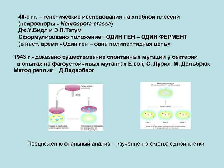 40 -е гг. – генетические исследования на хлебной плесени (нейроспоры - Neurospora crassa) Дж.
