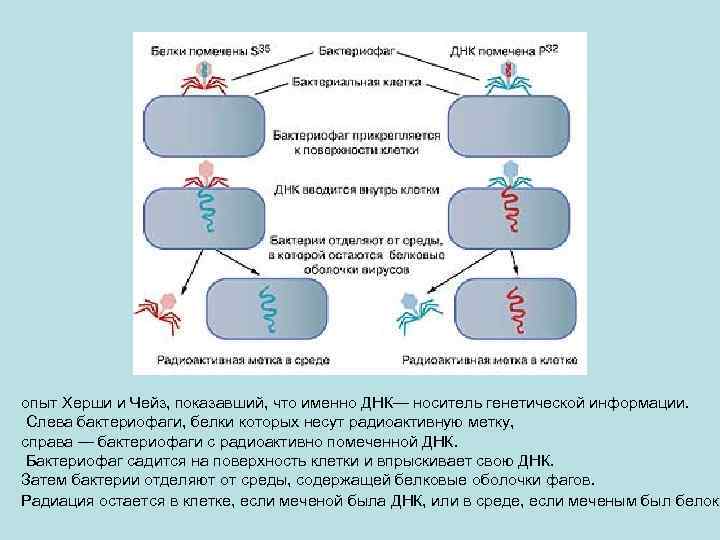 опыт Херши и Чейз, показавший, что именно ДНК— носитель генетической информации. Слева бактериофаги, белки