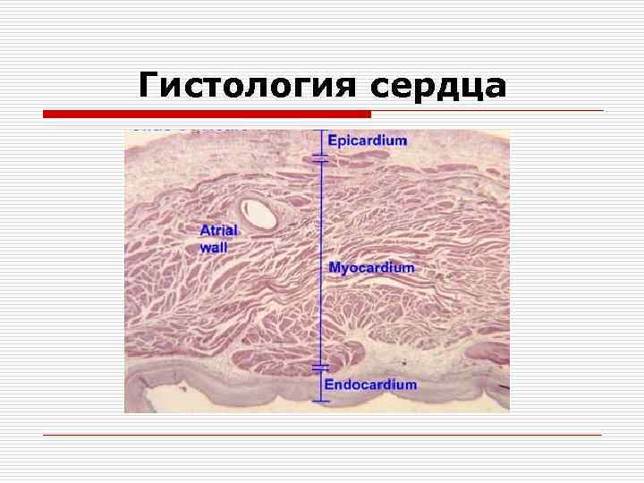 Срез стенки сердца рисунок - 91 фото