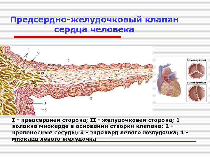 Предсердно желудочковый клапан это