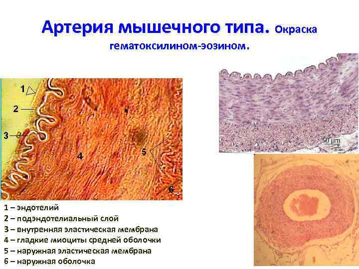 Артерия мышечного типа. Окраска гематоксилином-эозином. 1 – эндотелий 2 – подэндотелиальный слой 3 –