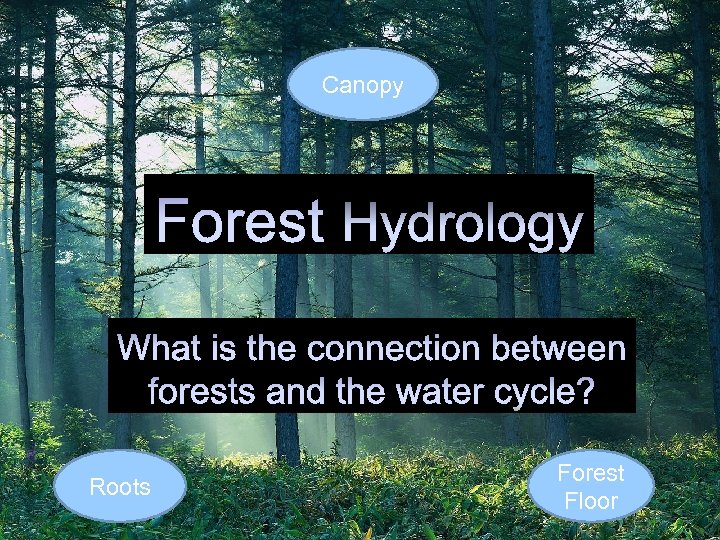 Canopy Roots Forest Floor 