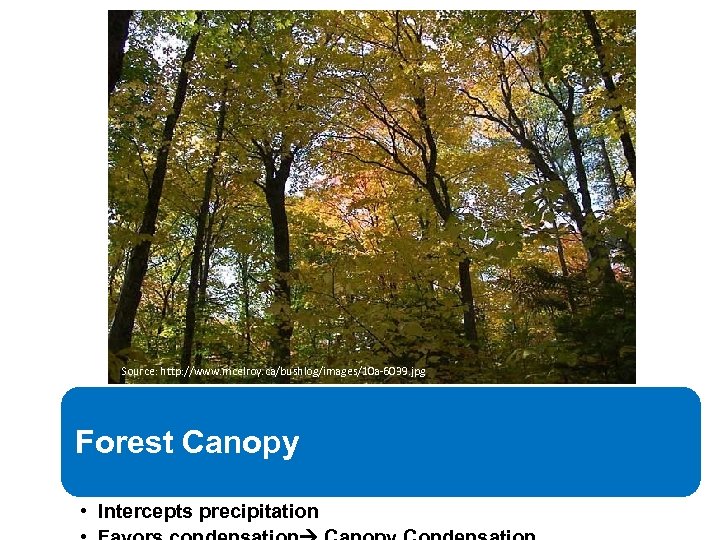 Source: http: //www. mcelroy. ca/bushlog/images/10 a-6039. jpg Forest Canopy • Intercepts precipitation 